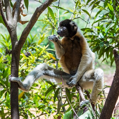 madagascar-17 null