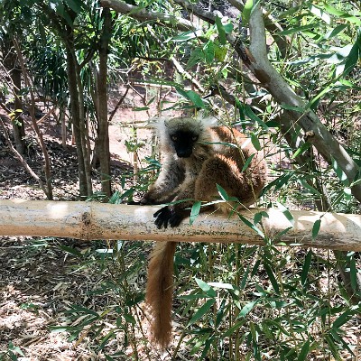 madagascar-18 null