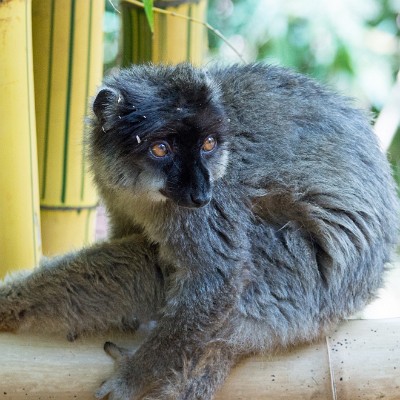 madagascar-20 null