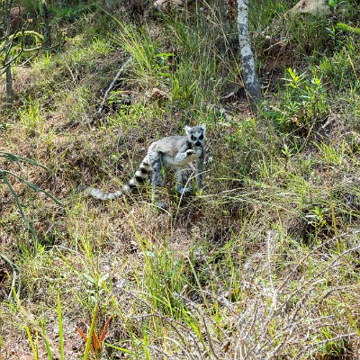 madagascar-3 null