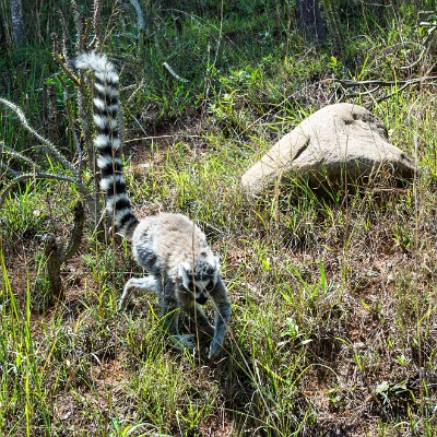 madagascar-4 null