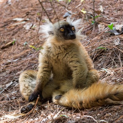 madagascar-7 null