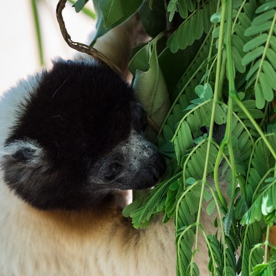 madagascar-9 null