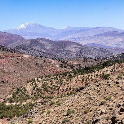maroc-220 null