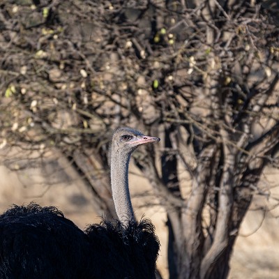 namibia-10 null