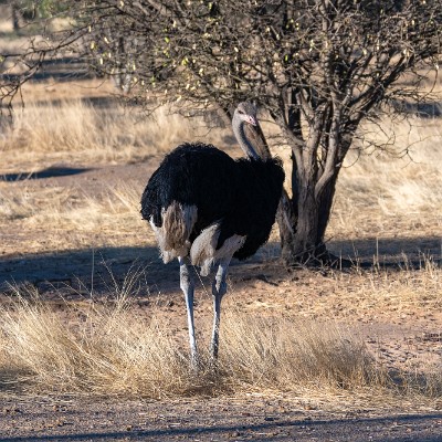 namibia-11 null
