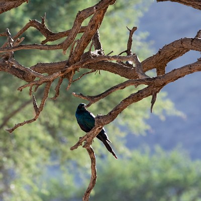 namibia-20 null