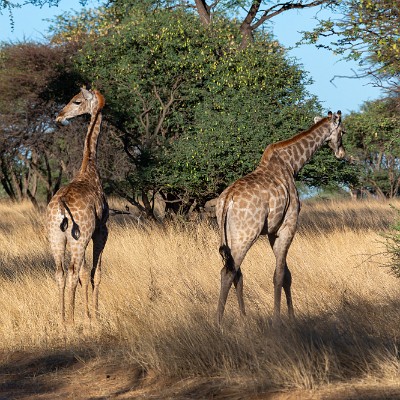namibia-8 null